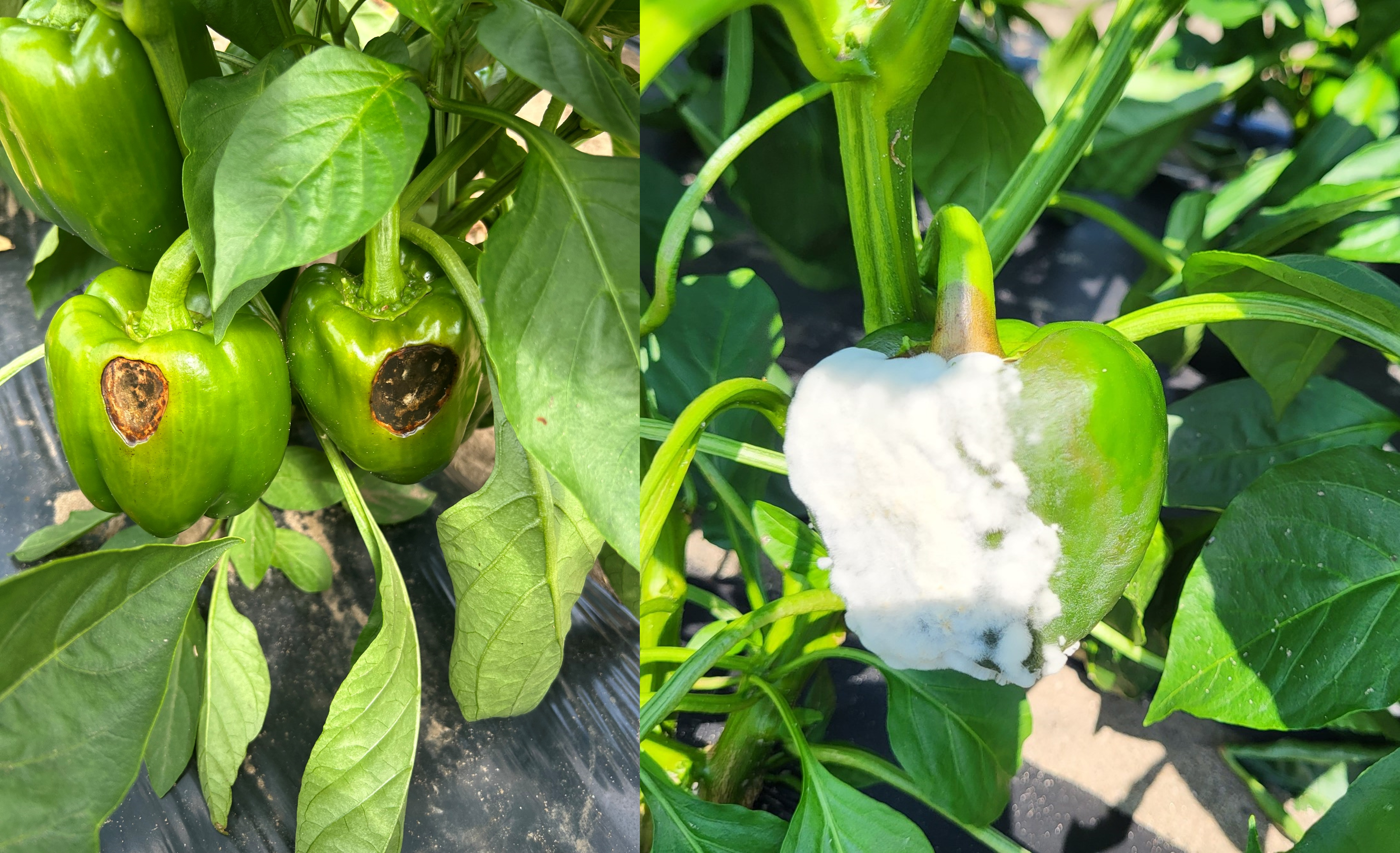 Pepper plants with sunscald and disease symptoms. Pictures show fruit with black spots and fuzzy white spots.